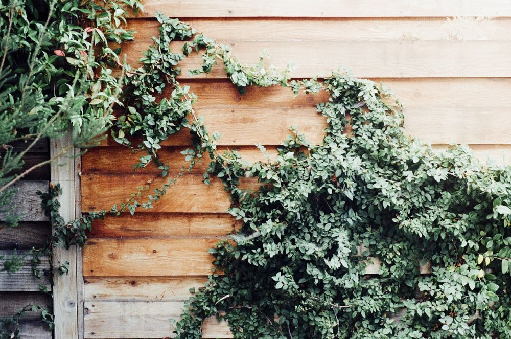 A Guide to Decorating Your Fence with Vines
