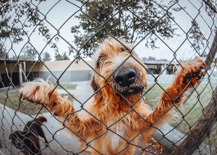 How installing a fence on your property benefits your pets
