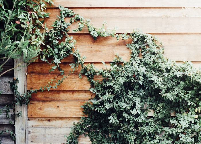 A Guide to Decorating Your Fence with Vines