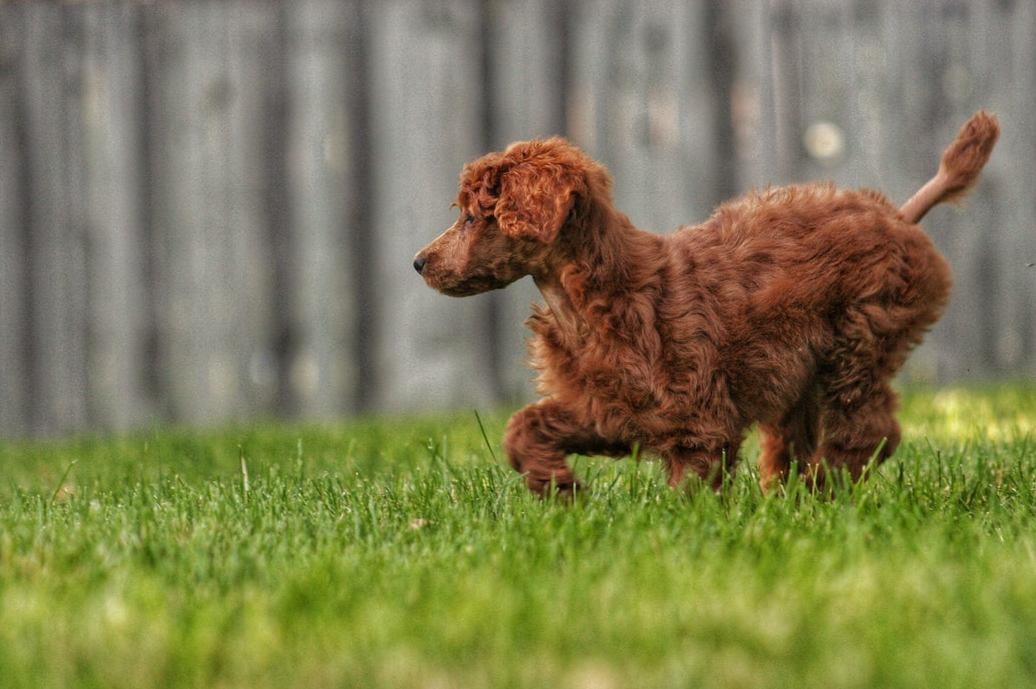 Fraser Valley Dog Fencing