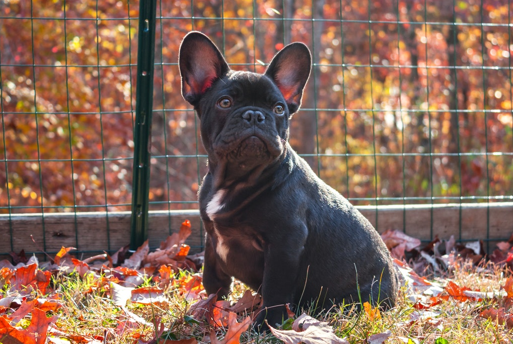 Chilliwack Dog Fencing