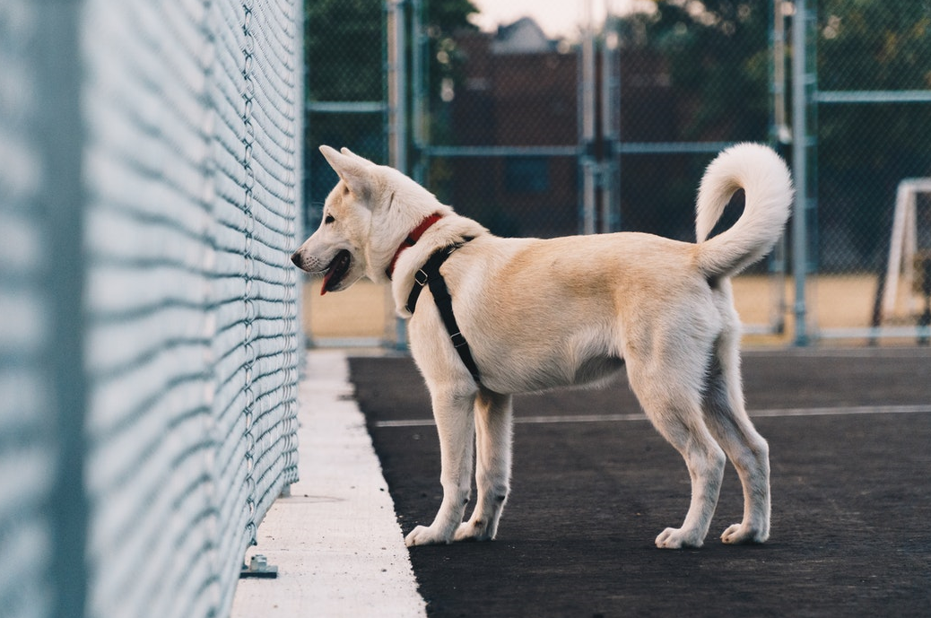 Chilliwack Fraser Valley Dog Runs