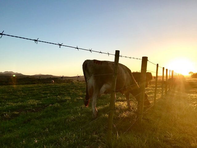 All you need to know about the different types of farm fencing