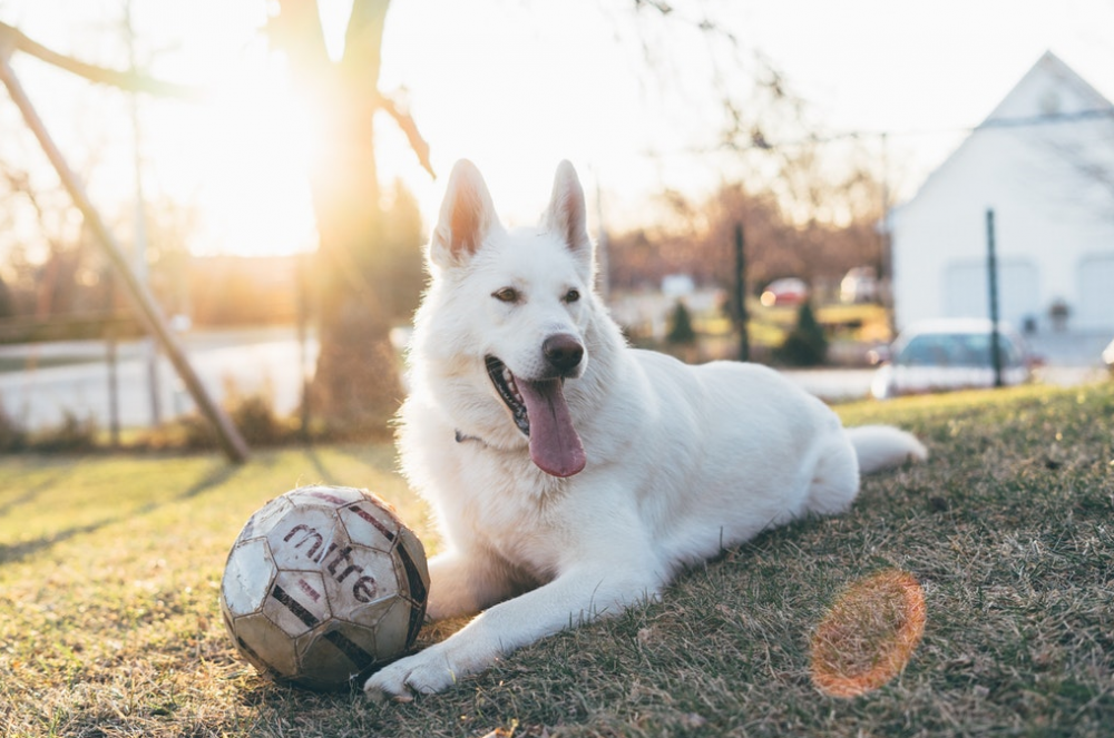 What do I need to know before building a dog run?