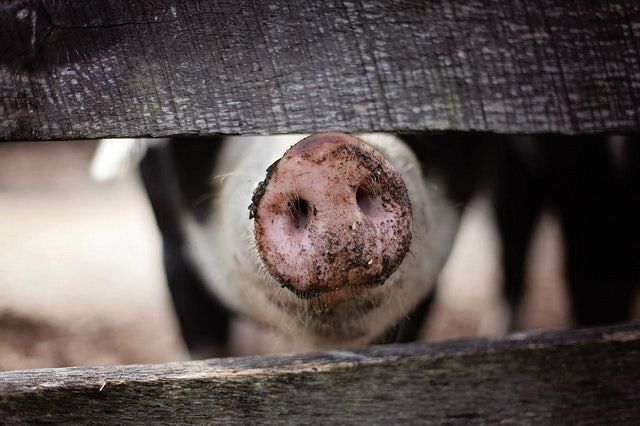 How to choose fencing for your livestock