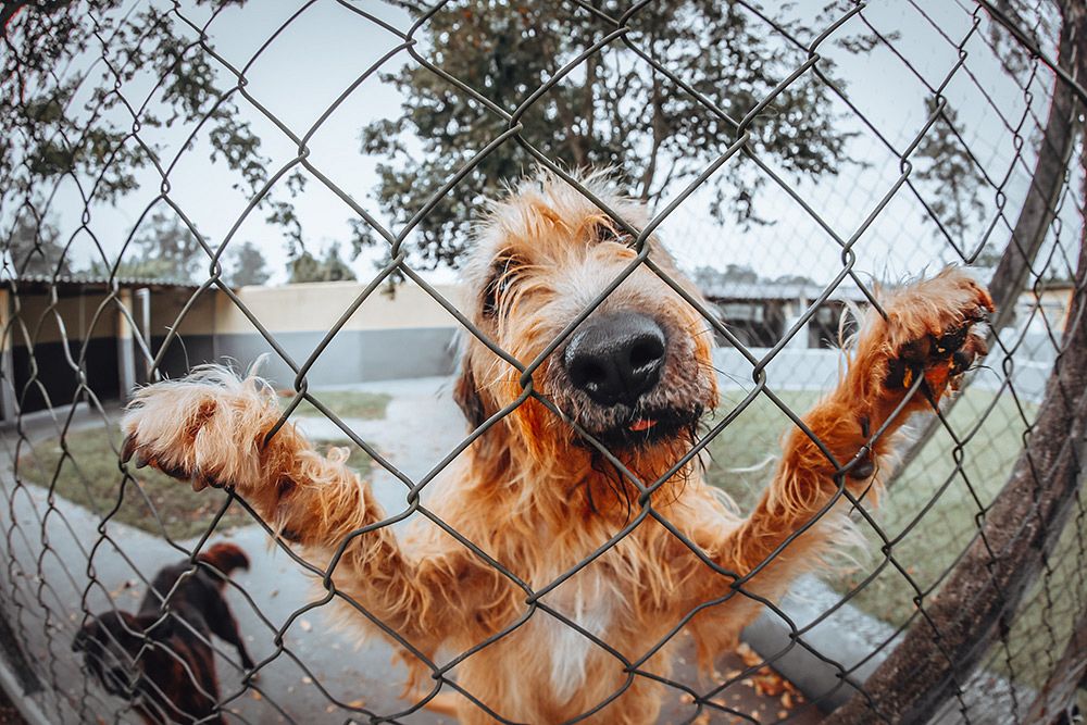 How installing a fence on your property benefits your pets