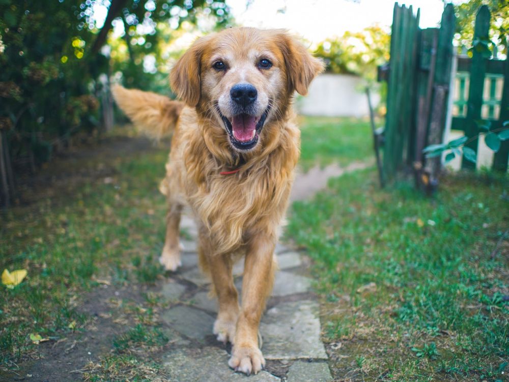 How can I make my fence dog-proof?