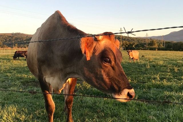 Should barbed wire fences be used for animals?