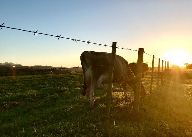 All you need to know about the different types of farm fencing