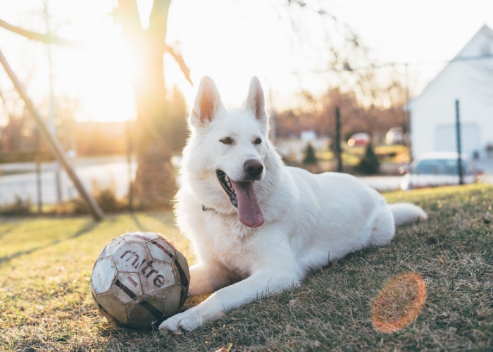 What do I need to know before building a dog run?