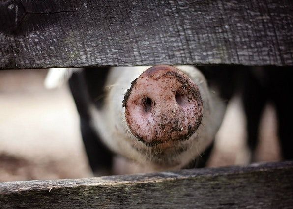 How to choose fencing for your livestock