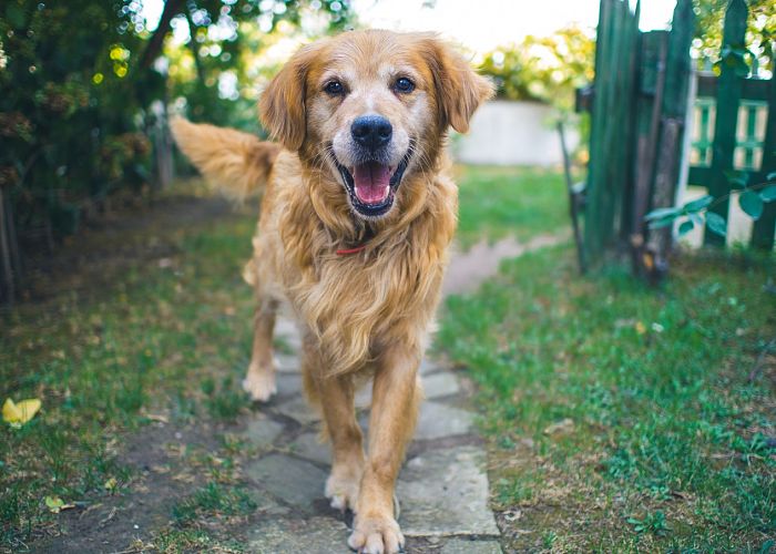 How can I make my fence dog-proof?