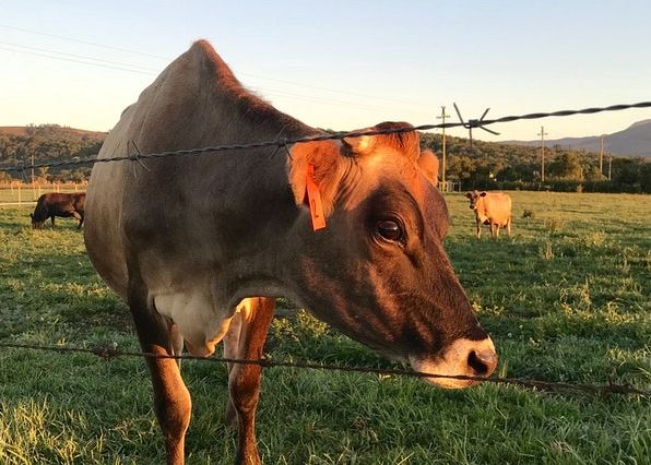 Should barbed wire fences be used for animals?